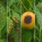 Uprawa zbóż: praktyczne wskazówki dla początkujących